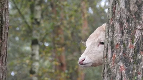 Fallow deer Stock Footage 74418026