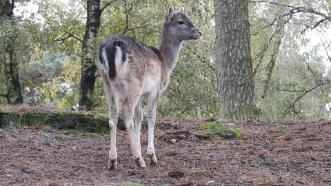 Fallow deer Stock Footage 74418148