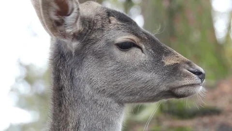 Fallow deer Stock Footage 74418170
