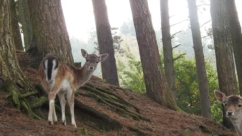 Fallow deer Stock Footage 74418506