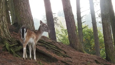 Fallow deer Stock Footage 74418518