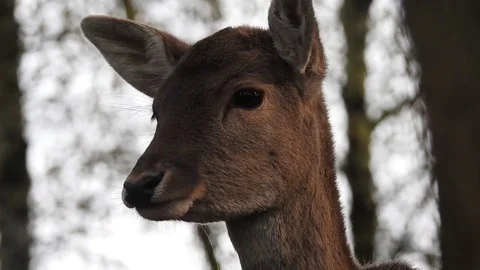 Fallow deer Stock Footage 74418643