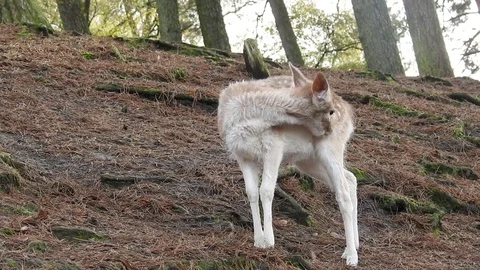 Fallow deer Stock Footage 74418710
