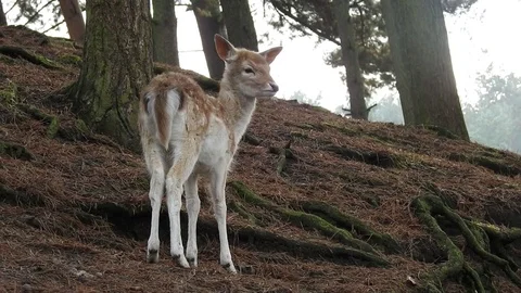 Fallow deer Stock Footage 74419117