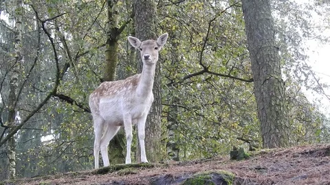 Fallow deer Stock Footage 74419167