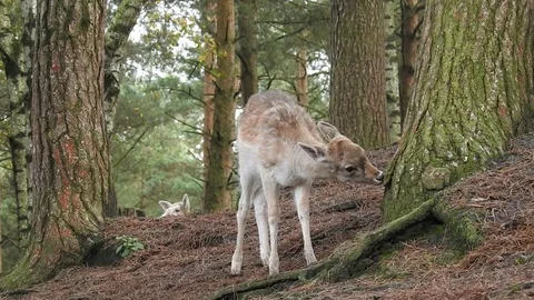Fallow deer Stock Footage 74419367