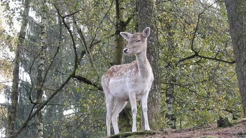 Fallow deer Stock Footage 74419382