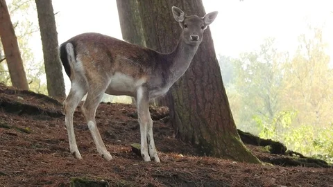 Fallow deer Stock Footage 74419604