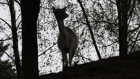 Fallow deer Stock Footage 74419656