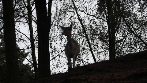 Fallow deer Stock Footage 74419865