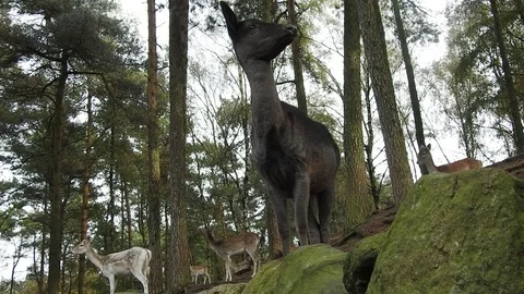 Fallow deer Stock Footage 74419897