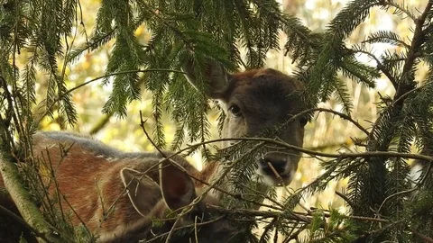 Fallow deer Stock Footage 74420020