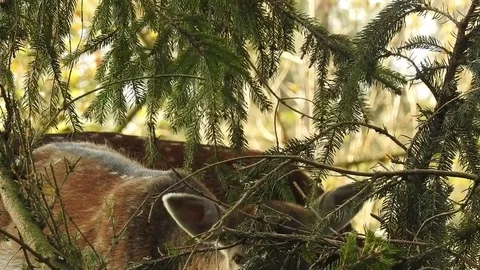 Fallow deer Video stock 74420120