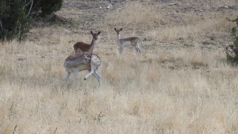 Fallow Deer Stock Footage 83521623