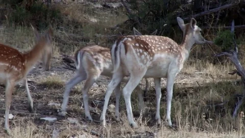 Fallow Deer Stock Footage 83521719