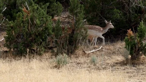 Fallow Deer Stock Footage 83521810