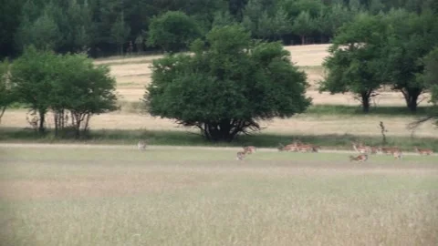 Fallow deer Stock Footage 163235350