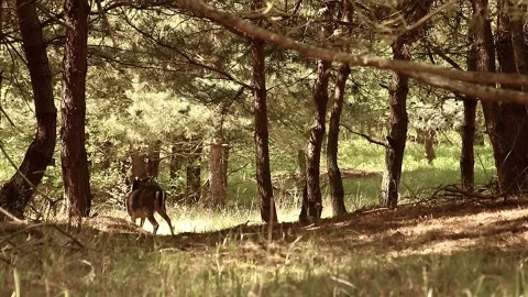 Fallow deer Stock Footage 195146098