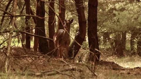 Fallow deer Stock Footage 195146124