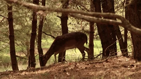 Fallow deer Stock Footage 195146126