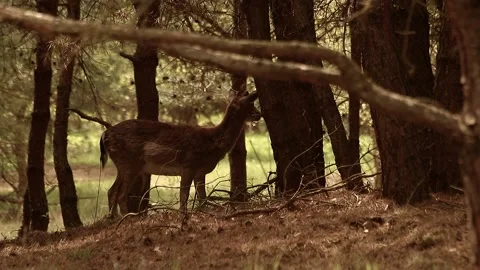 Fallow deer Stock Footage 195146133