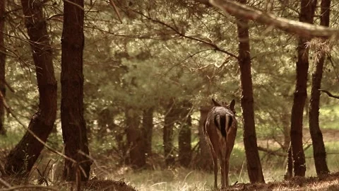 Fallow deer Stock Footage 195146151