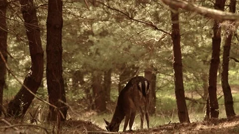 Fallow deer Stock Footage 195146152