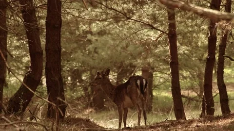 Fallow deer Stock Footage 195146156