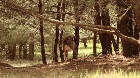 Fallow deer Stock Footage 195146164