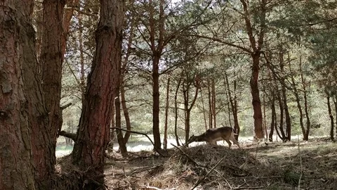 Fallow deer Stock Footage 195146190