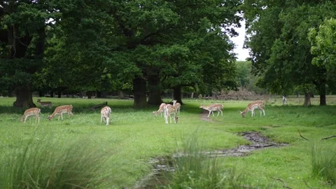 Fallow deer Stock Footage 313822199