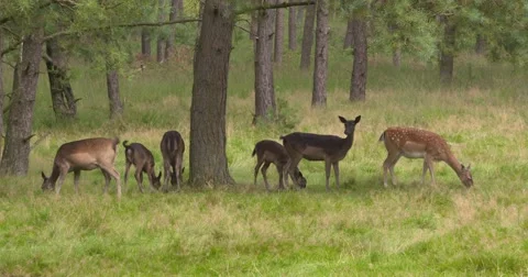 Fallow deer forage under a tree in open forest 動画素材 67758629