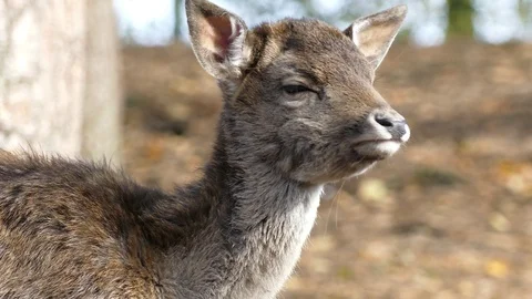 Fallow deer in the forest Video stock 86951285