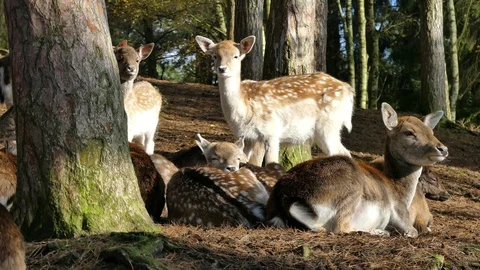 Fallow deer in the forest Stock Footage
