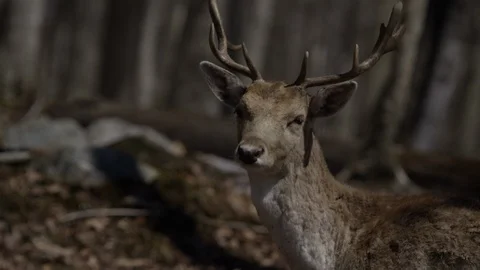 Fallow deer in the forest Stock Footage 106583172