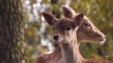 Fallow deer in the forest Stock Footage 231550229
