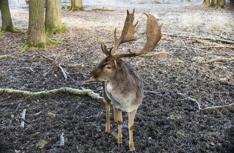 Fallow deer in the forest, looking to the left, frontal shot Stock Photos