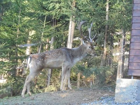 Fallow deer in the forest next to a barn in game enclosure,side view Stock Photos