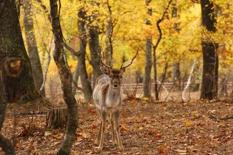 Fallow deer in the forest Stock Photos