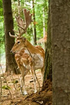 Fallow deer in forest. Stock-Fotos