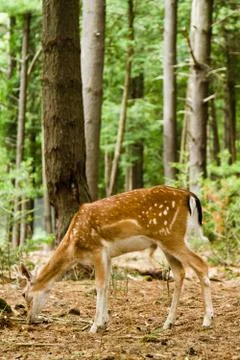 Fallow deer in forest. Stock Photos