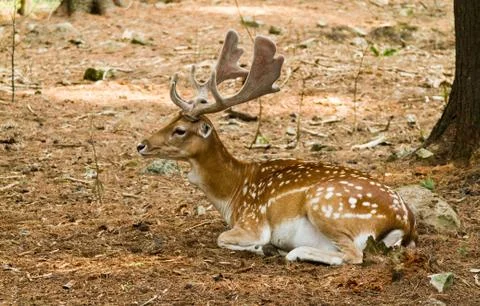Fallow deer in forest Stock-Fotos