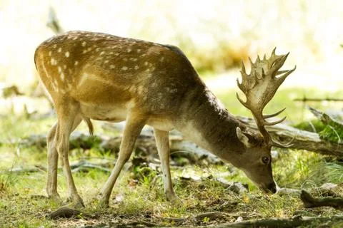 Fallow deer in the forest Stock Photos