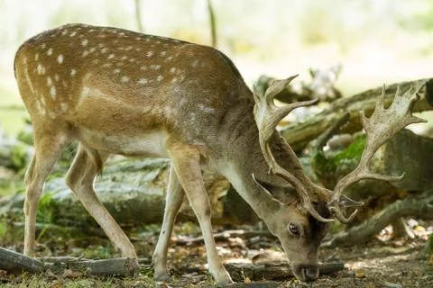 Fallow deer in the forest Stock Photos
