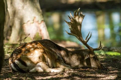 Fallow deer in the forest Stock Photos