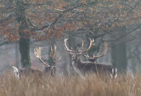 Fallow deer in the forest Stock Photos