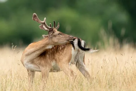 Fallow deer in the forest Stock Photos