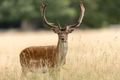 Fallow deer in the forest Stock Photos