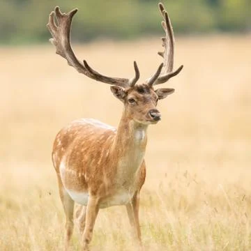 Fallow deer in the forest Stock Photos
