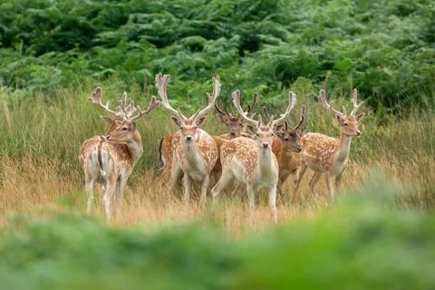 Fallow deer in the forest Foto stock